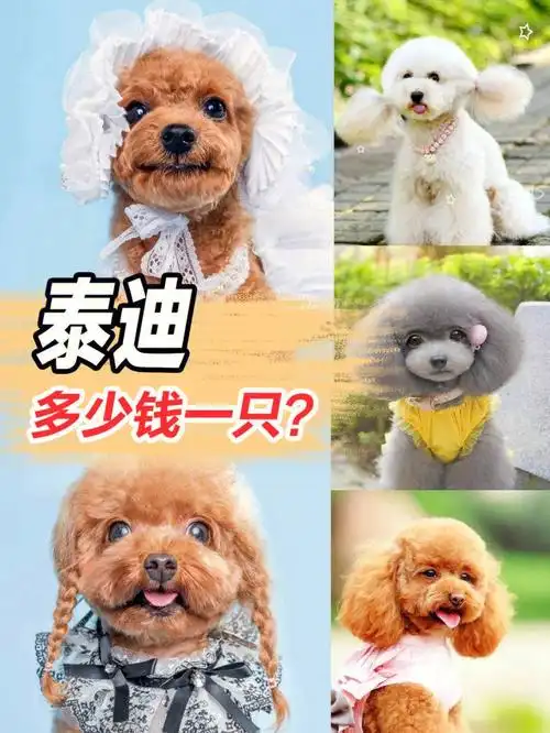 泰迪多少钱一只71