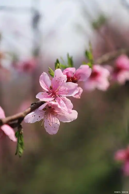 桃花是什么颜色?桃树怎么养护可以长出果实