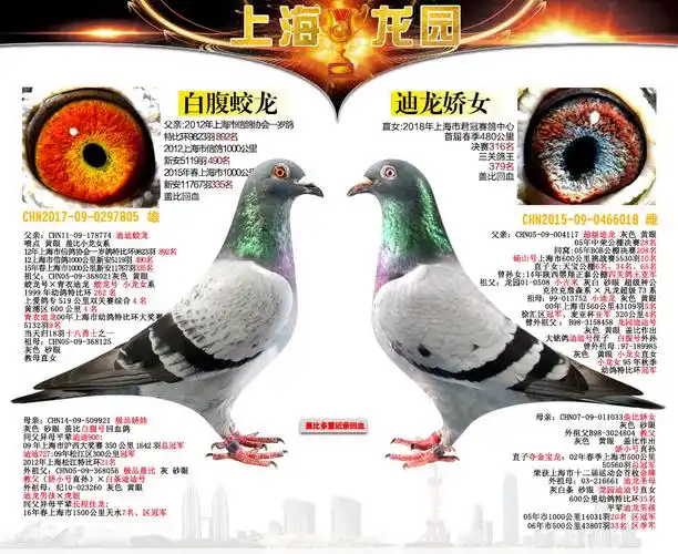 盖比经典配对回血