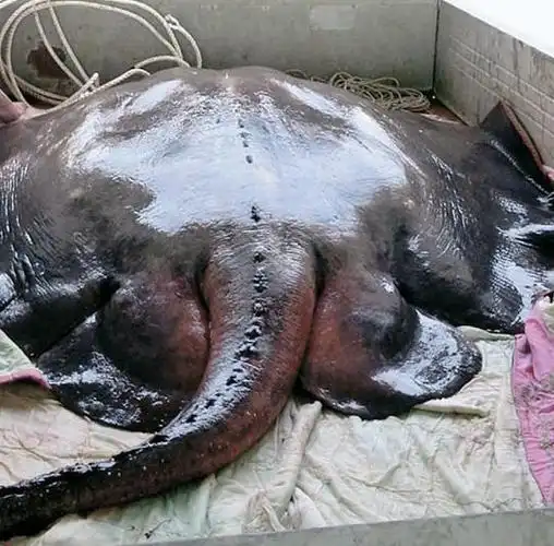 魔鬼鱼是什么鱼(鳐鱼 蝠鲼 魟鱼的区别)