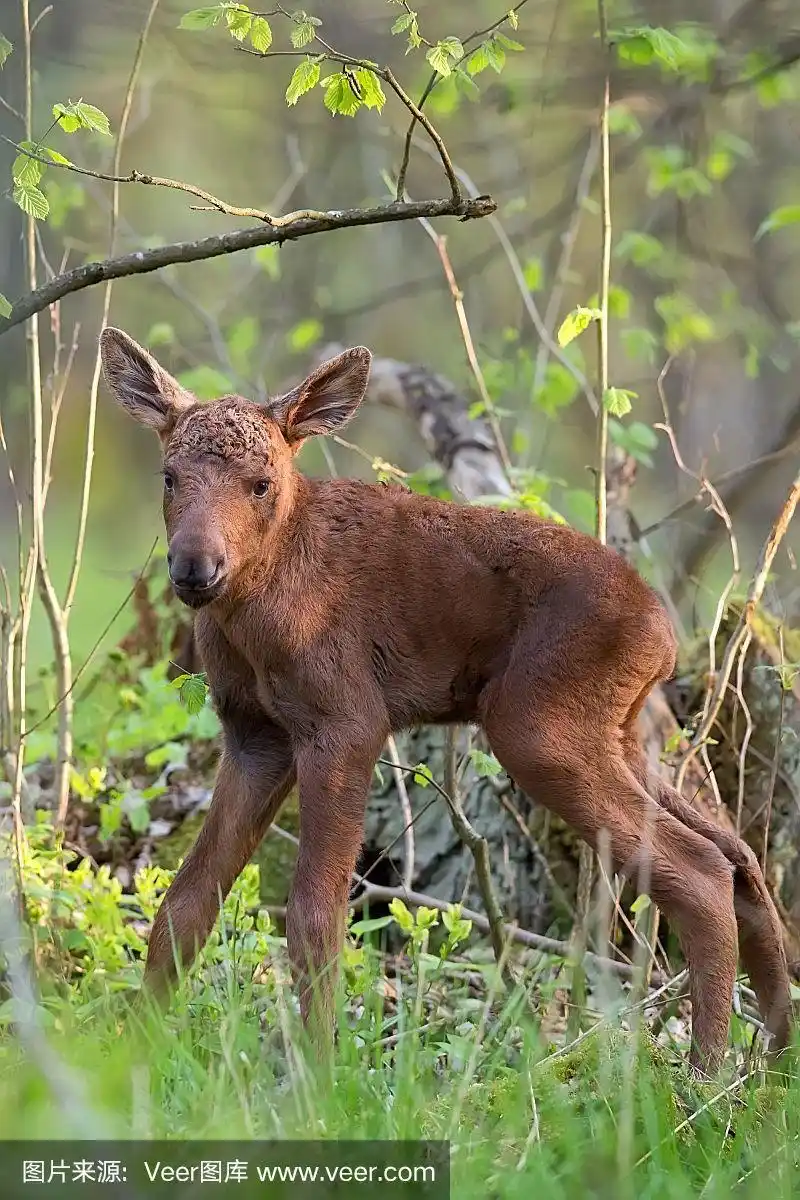 森林里的小驼鹿