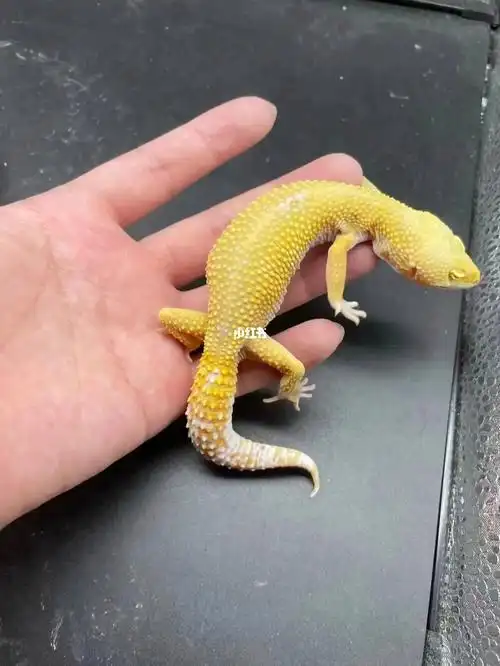 有喜欢的私我#爬宠  #宠物  #蜥蜴  #豹纹守宫
