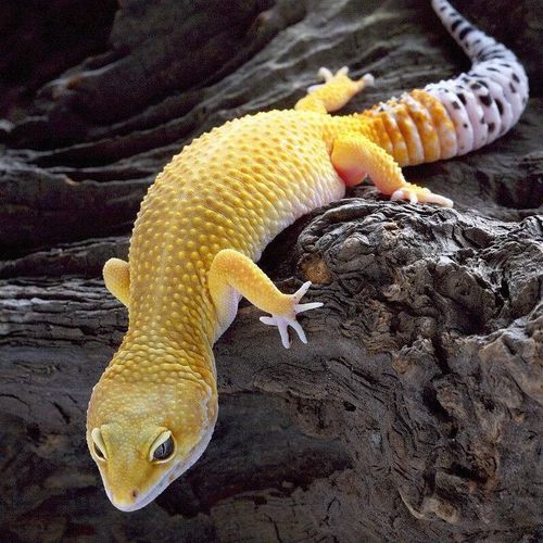 秋颖豹纹守宫蜥蜴活物幼体小可爱异宠懒人苗子入门爬宠小蜥蜴 豹纹