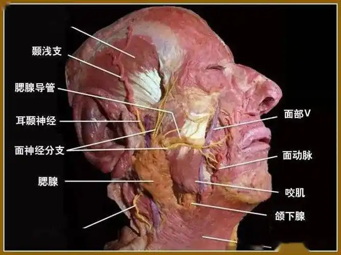 颜面整形要熟知面神经及其分支_腮腺