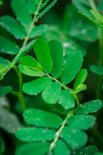 高清手机壁纸‖绿色护眼-绿植带来的蓬勃生机与宁静