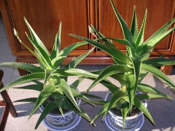 这样吃木立芦荟,会要命!