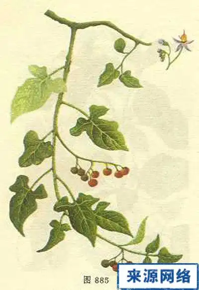 抗癌中草药白英的作用