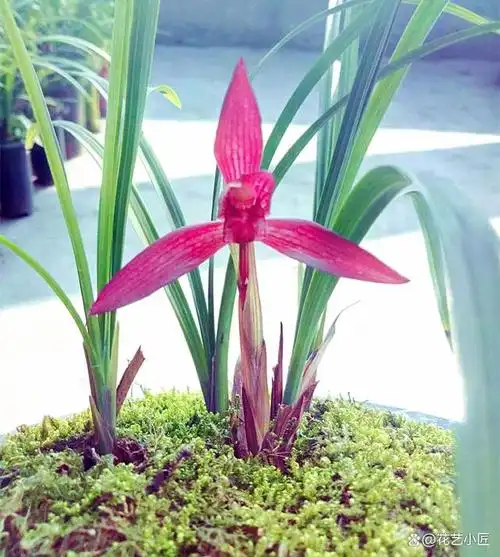 兰花是我国名贵花卉品种. 它本身就给人一种饱满而美丽的质感.