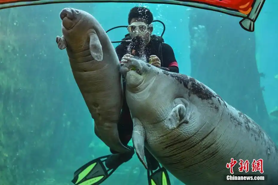 珠海新生西非海牛宝宝比莉与游客见面