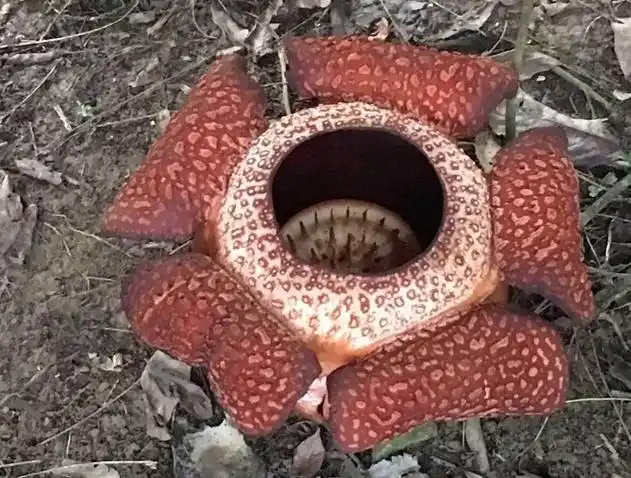 大王花为什么被叫做食人花?它真得会吃人吗?