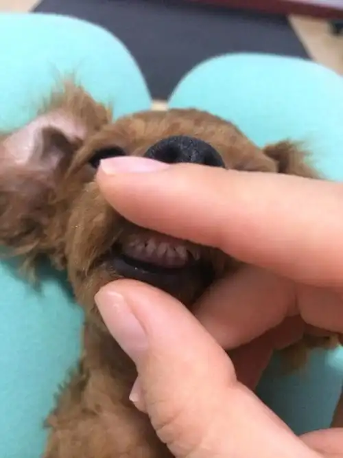 能帮我看下这只泰迪几个月了么