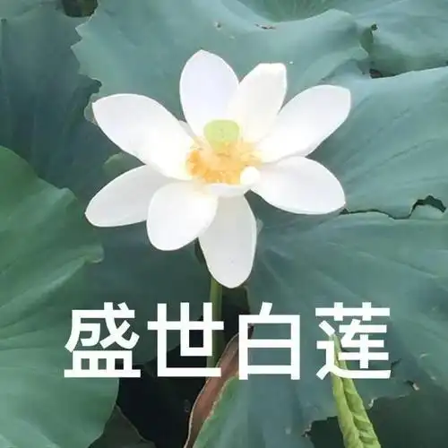 老年人莲花头像不带字(让这组莲花头像带你驰骋老年人俱乐部)(2)