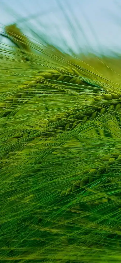 美丽麦田风光摄影高清手机壁纸