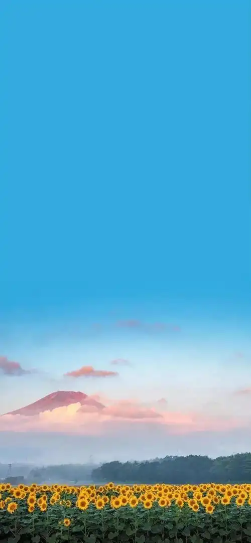 向阳而生,唯美的向日葵壁纸,全屏高清无水印_网易订阅