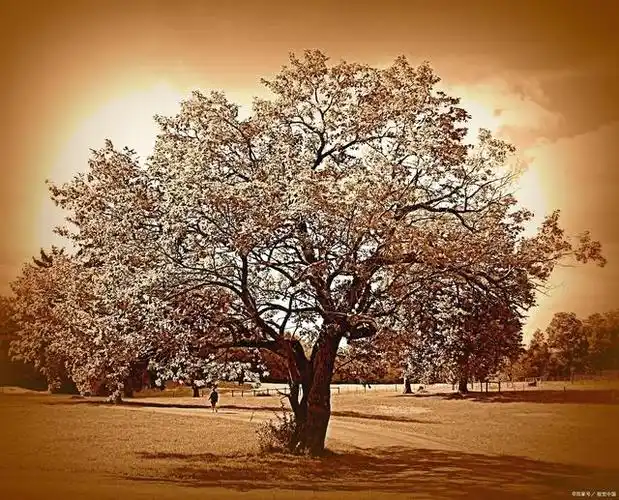 舒婷:这是一首赞美坚贞爱情的诗,诗人以木棉树比喻自己,以橡树比喻
