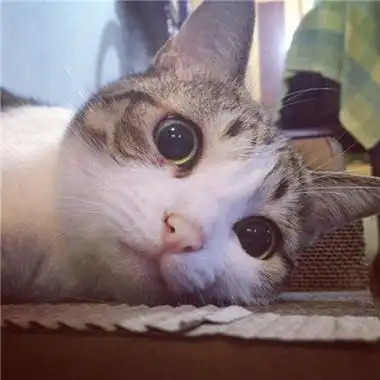 搞怪治愈萌宠动物头像