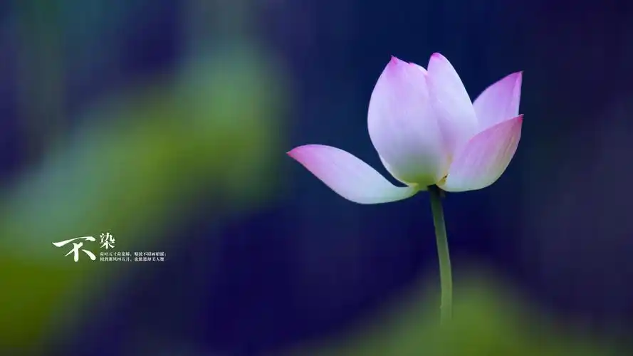 风景自然景观荷花花草树木风景大片壁纸3