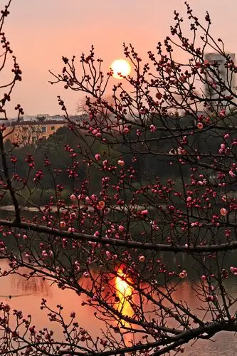 映日梅花别样红