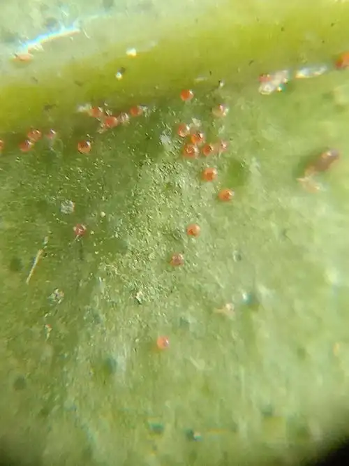 广东绿银公司防治抗性红蜘蛛试范实验(把稳组合)篇