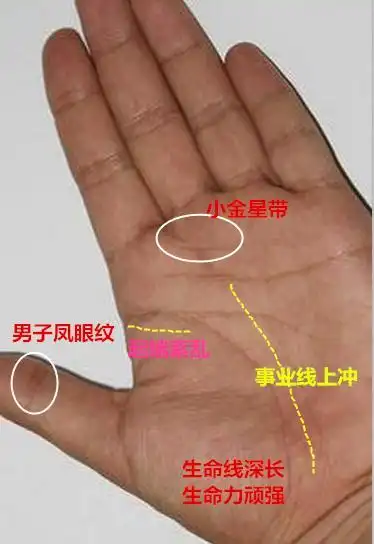 生命线和智慧线共起点,幼年体弱,学东西慢些,但往后都挺顺利,尤其是