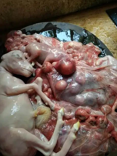 羊胎盘哪些是可以吃 吃了羊胎盘有哪些禁忌_功效与作用