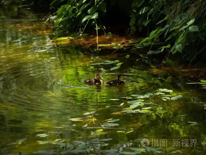 两只小鸭子在池塘边游泳照片-正版商用图片05n836-摄图新视界