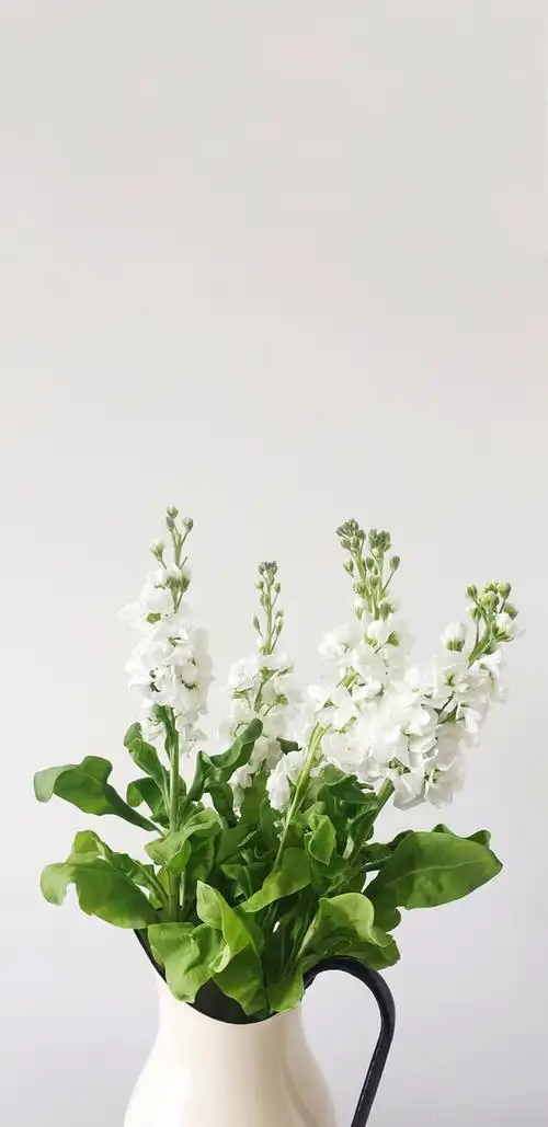 78iphone壁纸 |微博:假萝莉的壁纸 夏日小清新手机壁纸