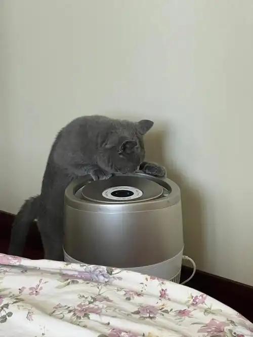 猫肉怎么做好吃