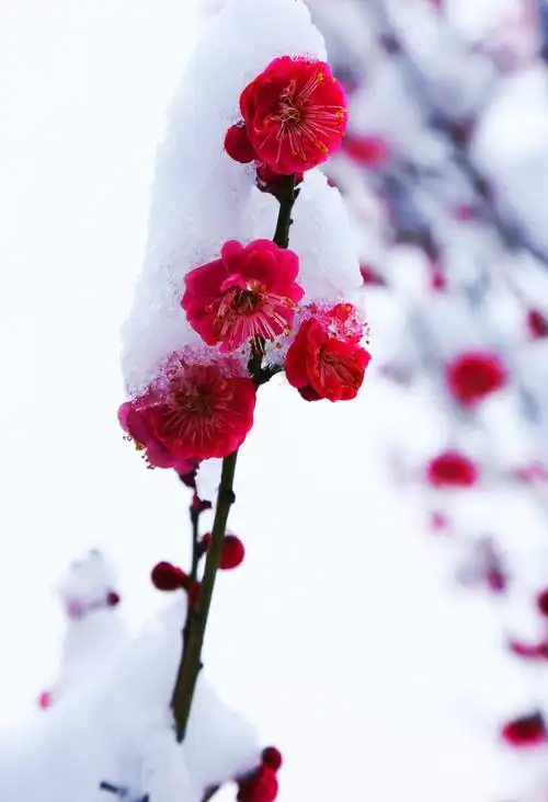 雪中梅