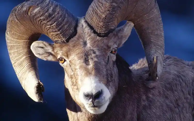 温驯可爱的山羊桌面壁纸下载 第三辑
