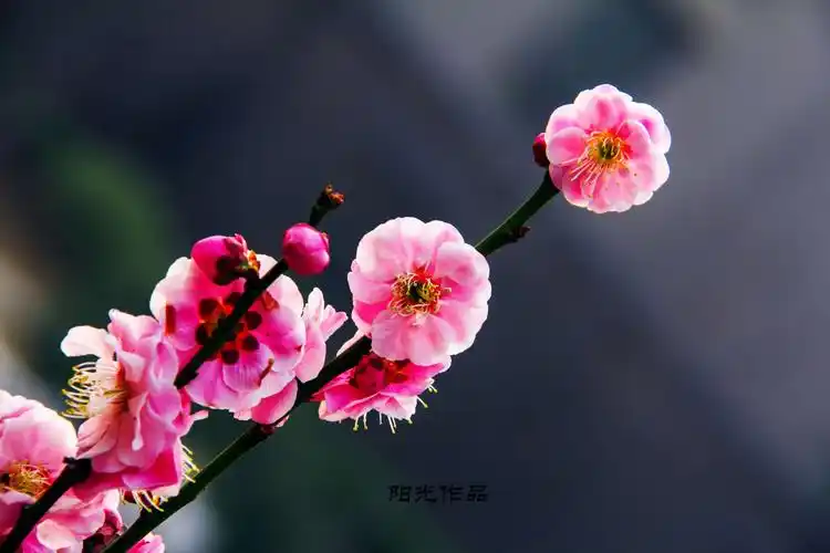 不经一番寒彻骨,哪得梅花扑鼻香.