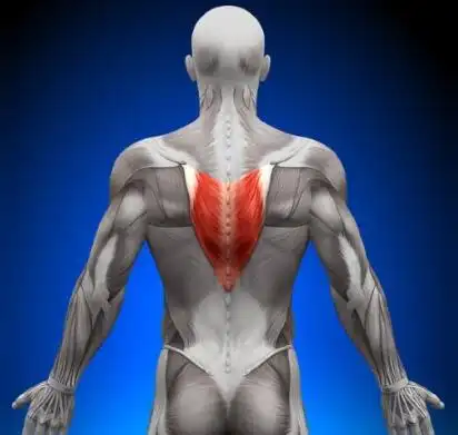 斜方肌下部训练:y形上举!