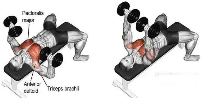 32种最有效的3d哑铃锻炼方法图解——胸肌 哑铃锻炼胸肌方法大全