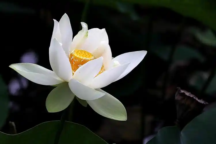 初秋植物园里白荷花