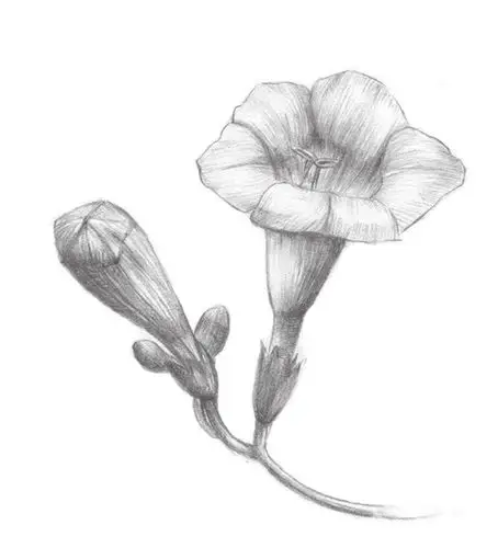 素描植物入门:素描凌霄花的绘画教程(2)