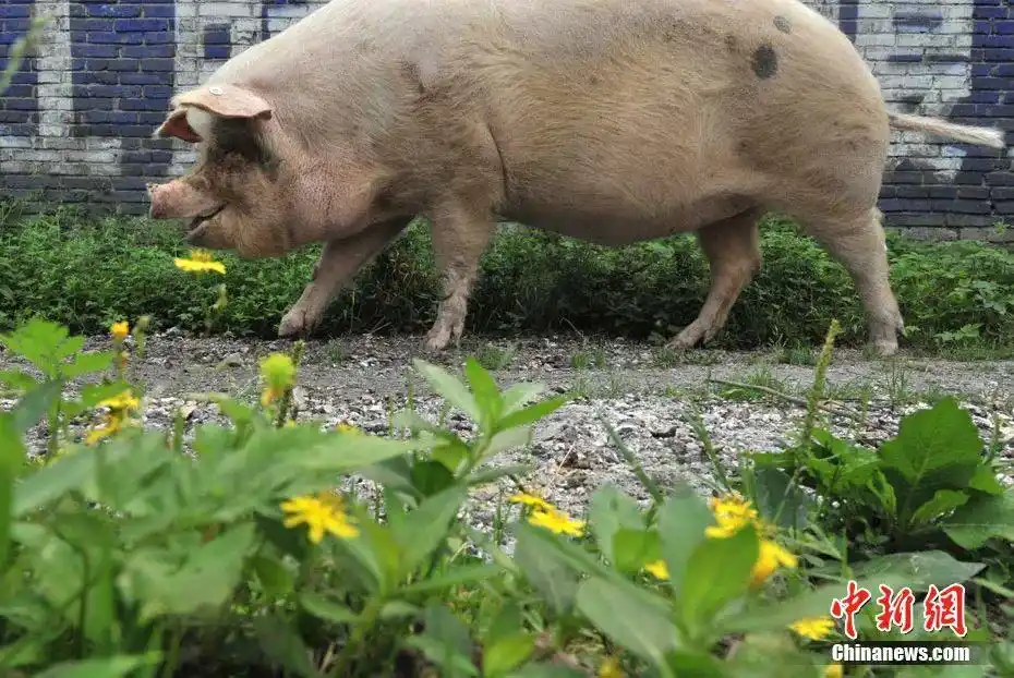 资料图:猪坚强.贾国荣 摄