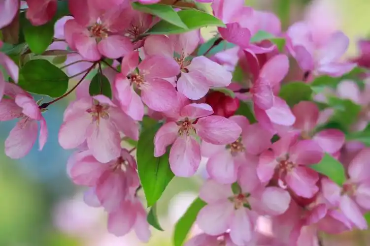 陶然亭公园西府海棠