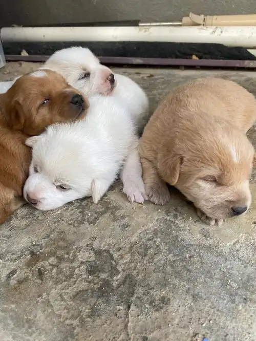 男人还不如狗2.婆婆还是比老公靠谱3.家丑绝对不外扬4.