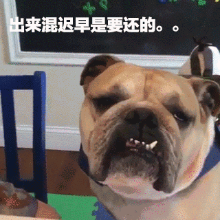 狗狗把小主人的芭比娃娃咬坏了,结果几天后还债的时候到了.