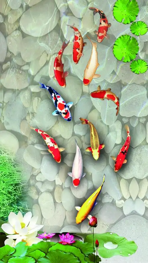 好看的观赏鱼壁纸,总有一张适合你!