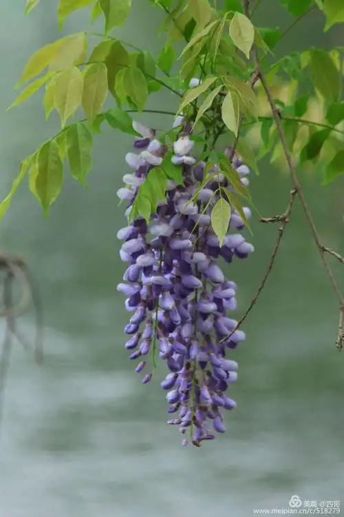 紫藤花飘香一四哥摄影