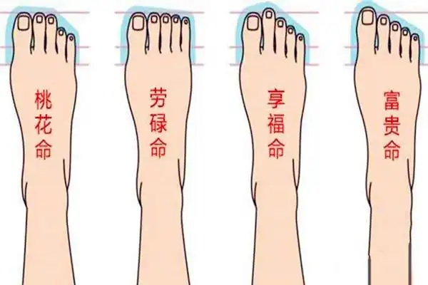 脚趾长短看命运图,脚趾长短看运势_果仁网