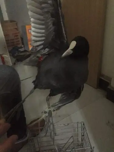 黑色头上有白点是什么鸟?