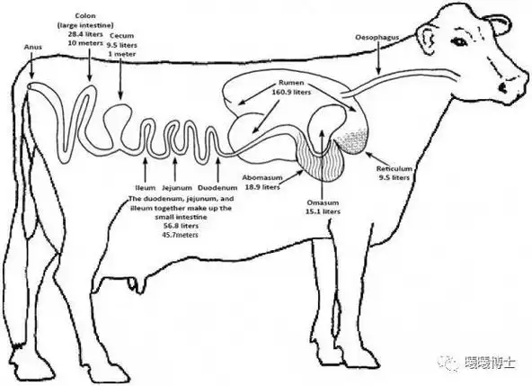 动物营养101单胃vs反刍不同动物的消化生理有何异同