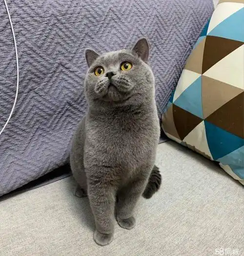 加菲猫 大包子脸英国短毛猫蓝猫纯种温顺黏人