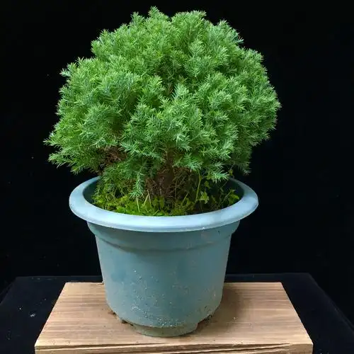 雾松常青观办公室雾凇叶雾凇四季盆景净化空气室内客厅绿植