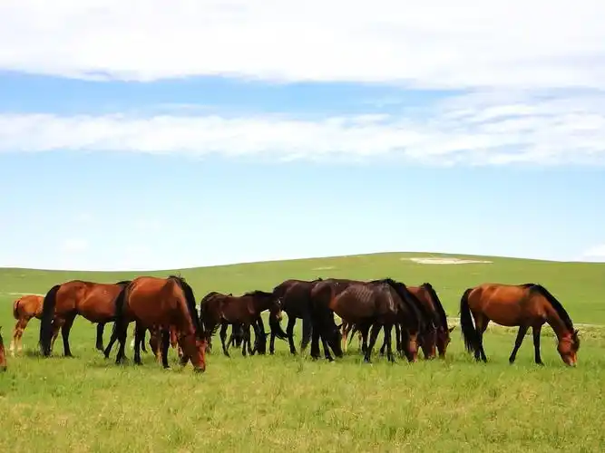 草原之行2-锡林浩特到西乌,住半拉山