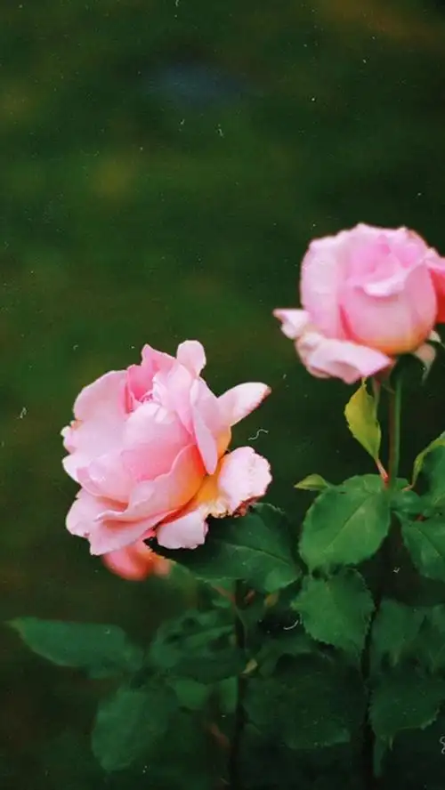 一朵花 ,心香一瓣 .它的梦 ,能够飞多远 .