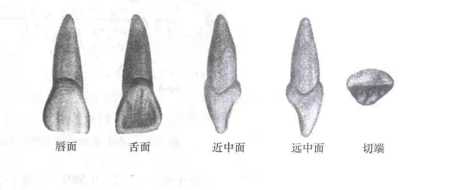 上颌中切牙简笔画