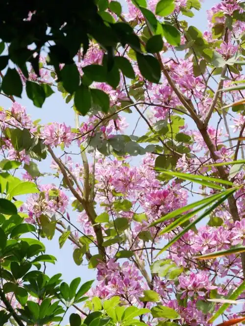 不能出校校园里的紫荆花也很漂亮